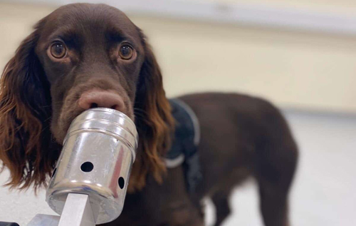 Собаки відчувають стрес людини за запахом