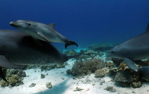 Дельфіни лікуються коралами, – дослідження