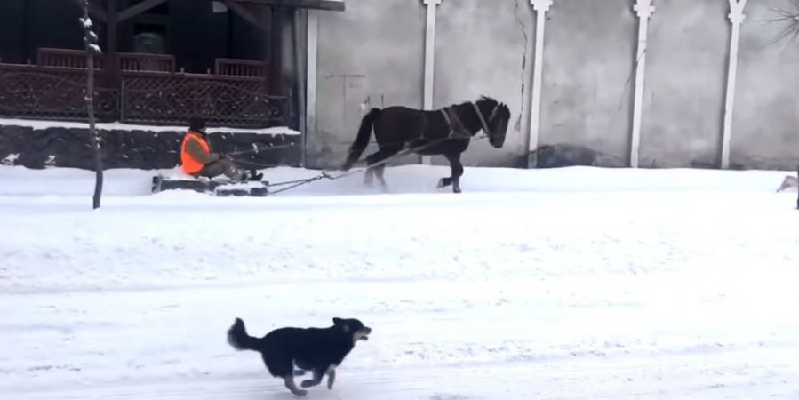 На Львівщині комунальник використав для прибирання снігу коня з саньми. ВІДЕО