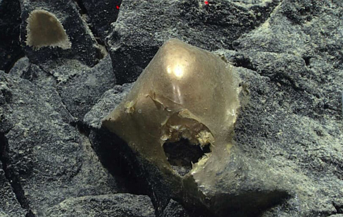 Вчені дістали із глибин Тихого океану дивне "золоте яйце". ВІДЕО