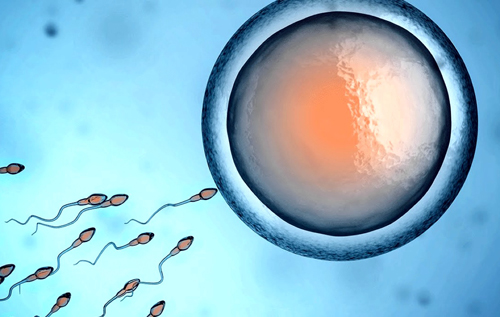 Генетики подтвердили способность клеток эмбриона "обнулять" свой биологический возраст