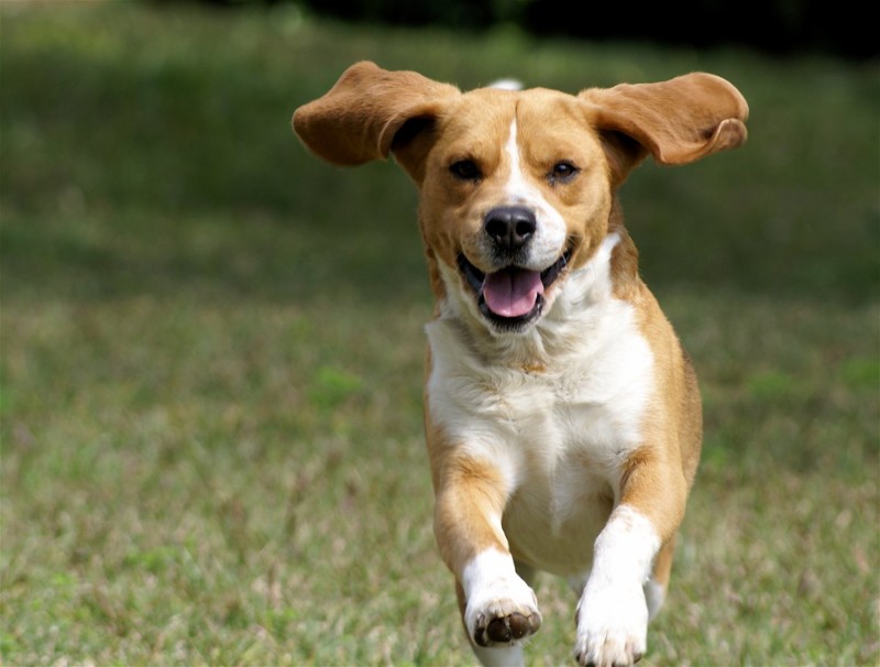 5. Собаки делают нас более активными домашний питомец, животные, милота, собака, ученые