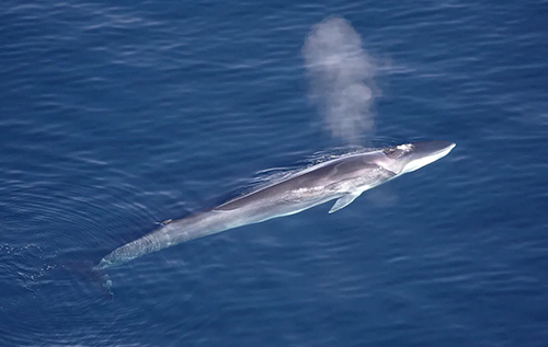 Японія випускає в море дев'ятитонну "машину смерті": "перемелюватиме" китів на фарш. ВІДЕО