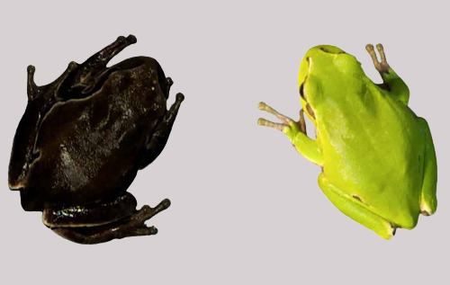 Вчені з'ясували, чому чорнобильські жаби почорніли