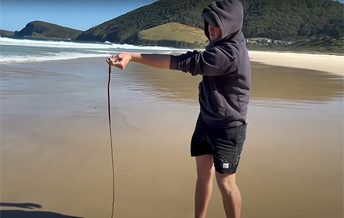 Житель Австралії зняв на відео, як ловить на пляжі м'ясоїдних піщаних хробаків