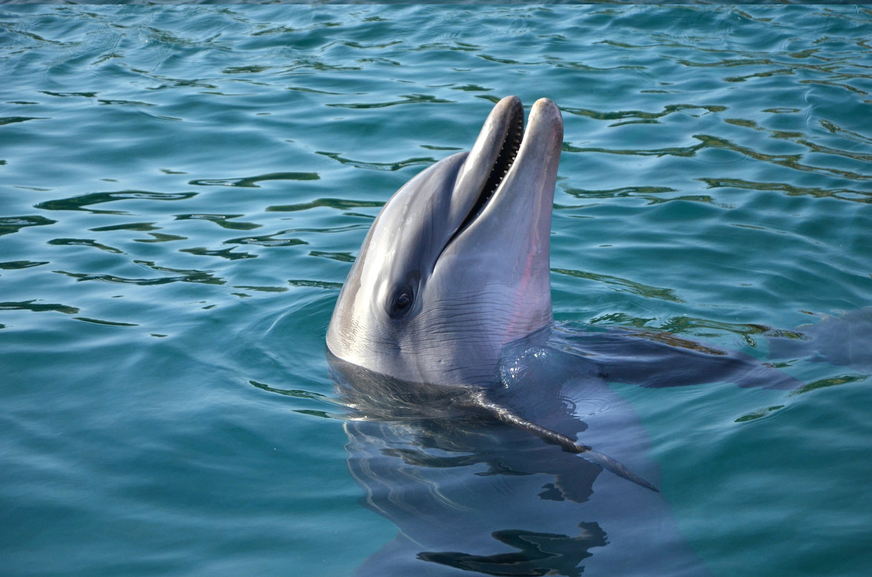 Українські прикордонники врятували в Азовському морі дельфіна, який заплутався у браконьєрських тенетах. ВІДЕО