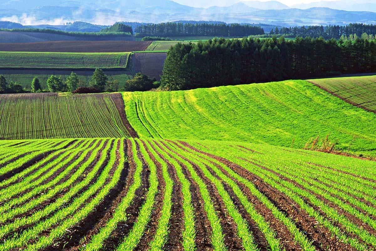 Милованов: Земельної реформи не буде