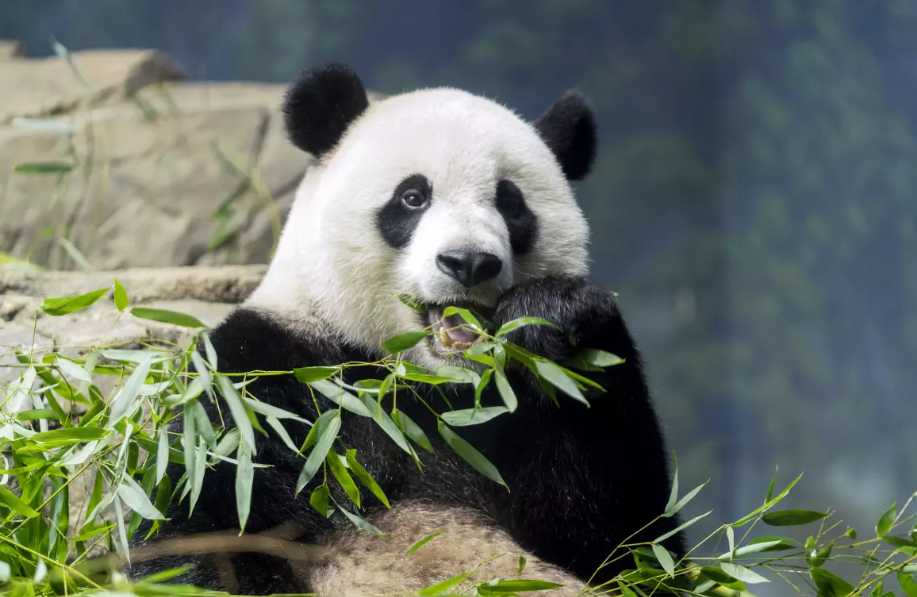 Майже як Facebook: дослідники виявили кумедну особливість поведінки панд