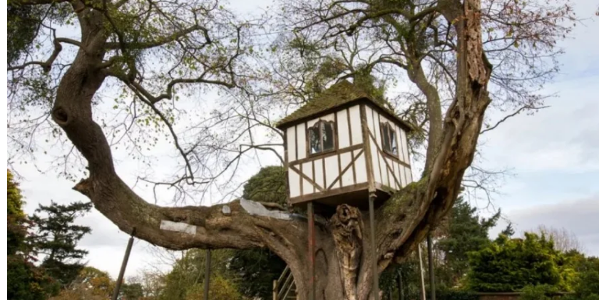 У Великій Британії показали найстаріший у світі будиночок на дереві. Його відвідувала королева Вікторія