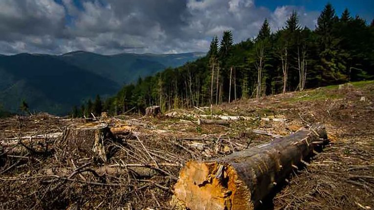 ДБР повідомило про підозру працівникам лісництва на Закарпатті, які незаконно зрубали дерев на понад 5 млн грн