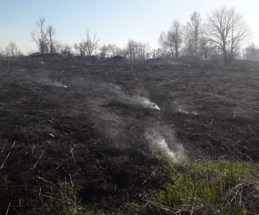 На Житомирщині спалили парк, який висадили в пам'ять про загиблих бійців АТО