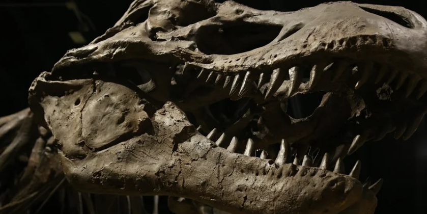 Епічний скандал : відомого палеонтолога, який з’ясував, коли вимерли динозаври, звинувачують у підробці даних