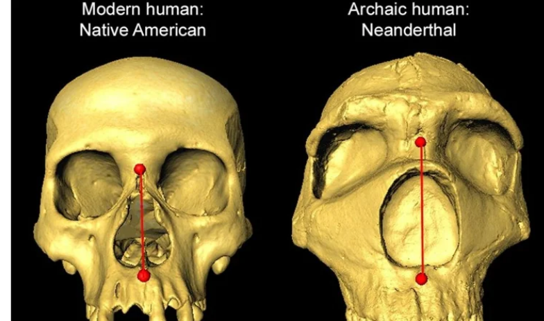 Учені з’ясували, яку частину обличчя люди успадкували від неандертальців