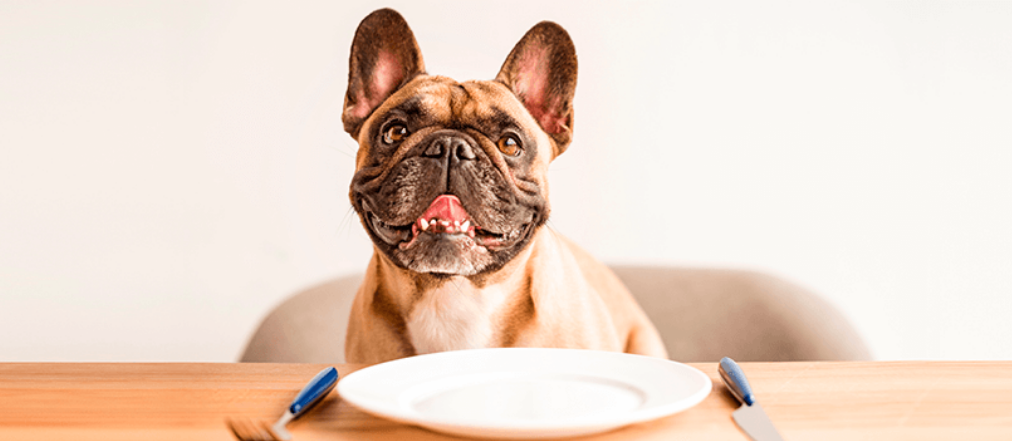 Порушення харчової поведінки у собак: ветеринарка розповіла, що робити і як допомогти тварині