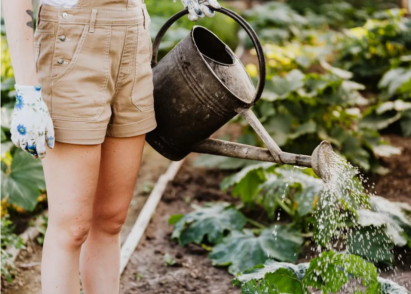 П’ять простих способів зберегти вологу для садових рослин під час вашої відсутності