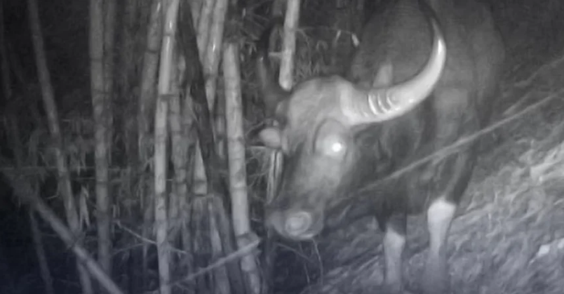 У Таїланді вперше за 37 років помітили зникаючих бізонів