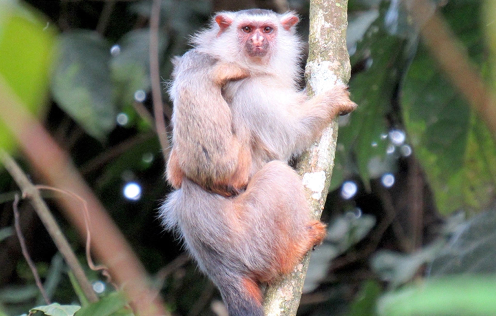 У джунглях Бразилії відкрили новий вид мавп. Чому лише зараз?