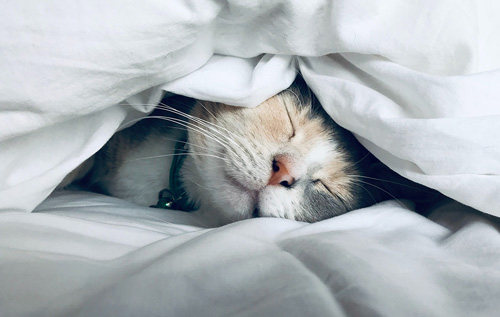 Что чувствует кошка: позы для сна могут рассказать об эмоциональном состоянии питомца