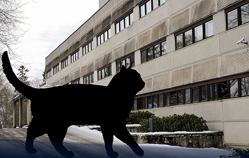 У Фінляндії спіймали вуличного кота-людожера