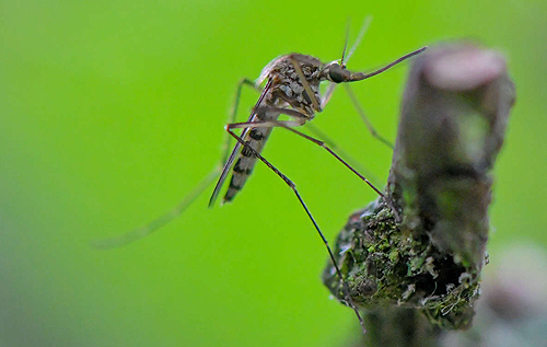 Вчені перетворили звичайну гірчицю на зброю масового знищення комарів