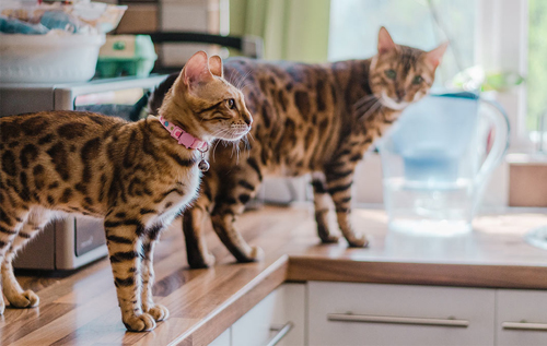 Як відучити кішку лазити по столах: п'ять перевірених способів