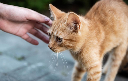 Як зрозуміти, що кішка перебуває у стресі: фахівці назвали основні ознаки