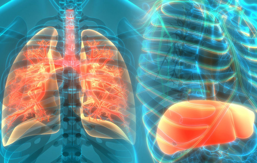 Американские ученые нашли способ лечения цирроза печени и фиброза легких