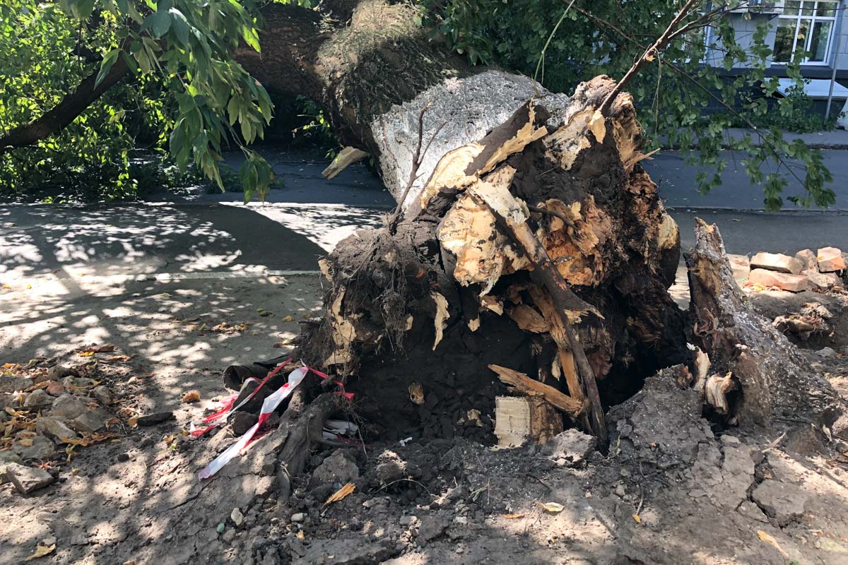 На Печерську у Києві на жінку впало дерево