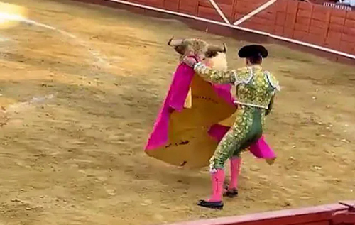 В Іспанії бик проткнув зад матадора на очах у глядачів. ВІДЕО