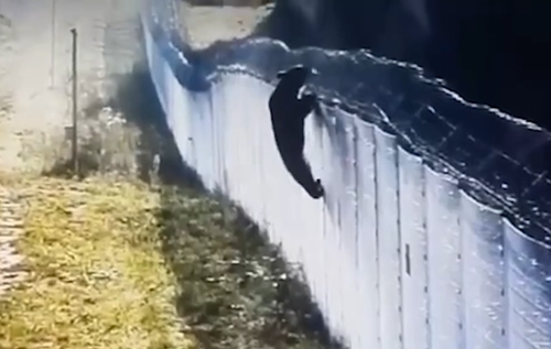 Ліз через паркан і робив підкоп: ведмідь відчайдушно намагався перетнути білоруський кордон. ВІДЕО