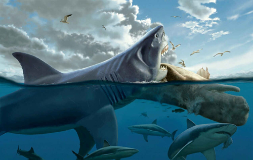 Гігантські мегалодони займали найвищу позицію у харчовому ланцюзі морських хижаків, – дослідження