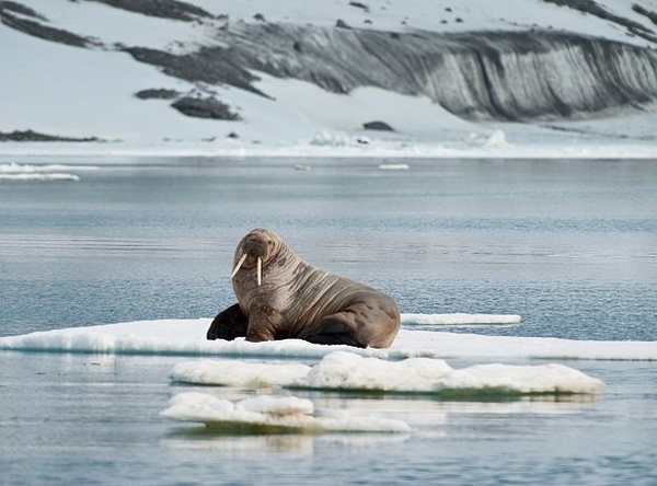 В Арктике моржи пустили на дно катер российских военных
