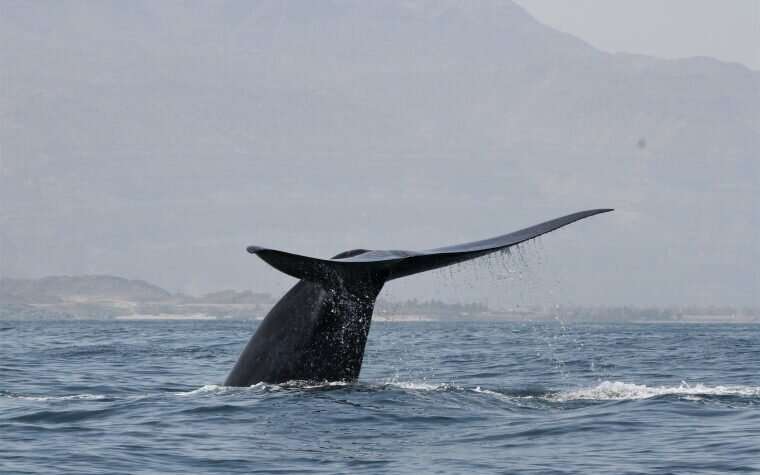 Добре сховалися. В Індійському океані виявили нову популяцію синіх китів