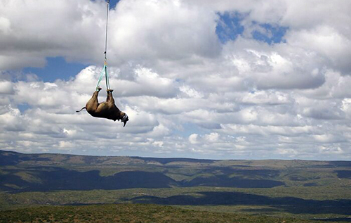 Почему в небе Африки летают носороги. ФОТО