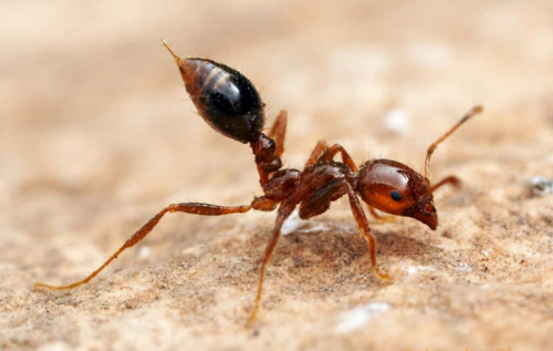 Отруї мене ніжно: мурахи діляться отрутою з родичами, щоб захистити їх від хвороб