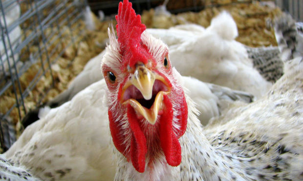 На производстве "безантибиочной" курятины "Эпикур" обнаружены антибиотики
