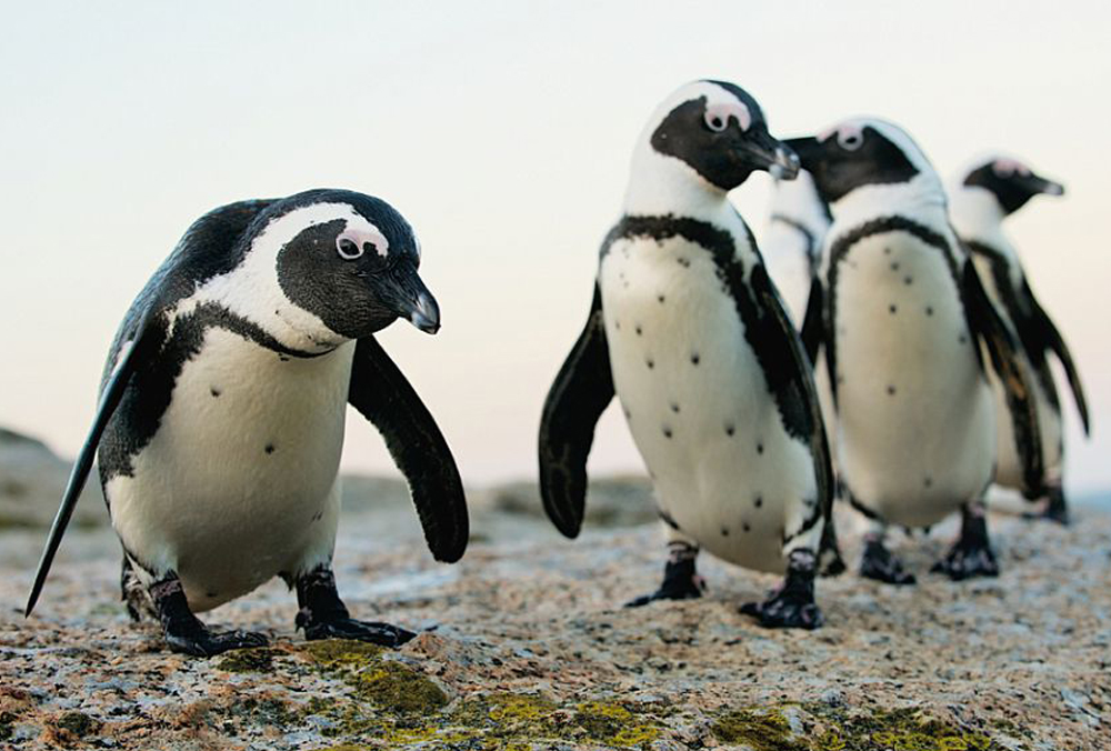 Пінгвіни-геї вкрали яйце у пінгвінів-лесбійок. Минулого року вони крали у гетеросексуальної пари