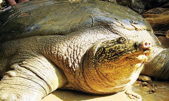 Велика трагедія. У В'єтнамі померла остання самка гігантської м’якотілої черепахи