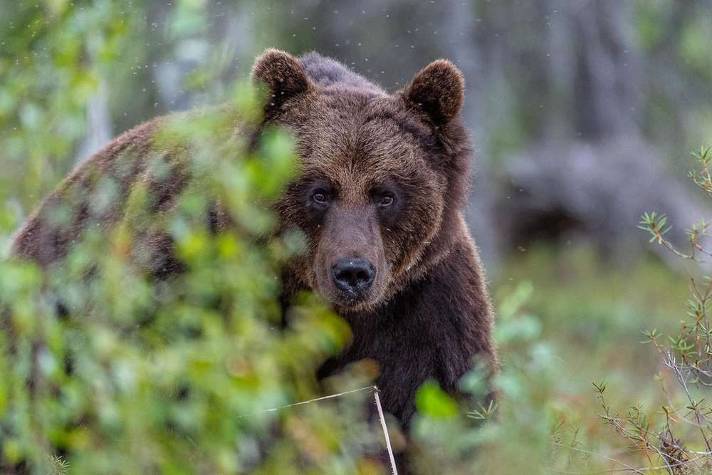 Помста "косолапого": на Забайкаллі росіяни з'їли ведмедя й загриміли в лікарню
