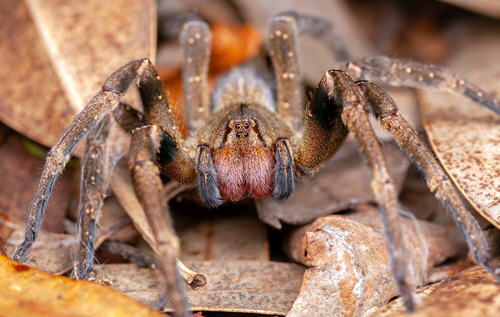 Вчені запропонували замінити віагру отрутою бразильського павука