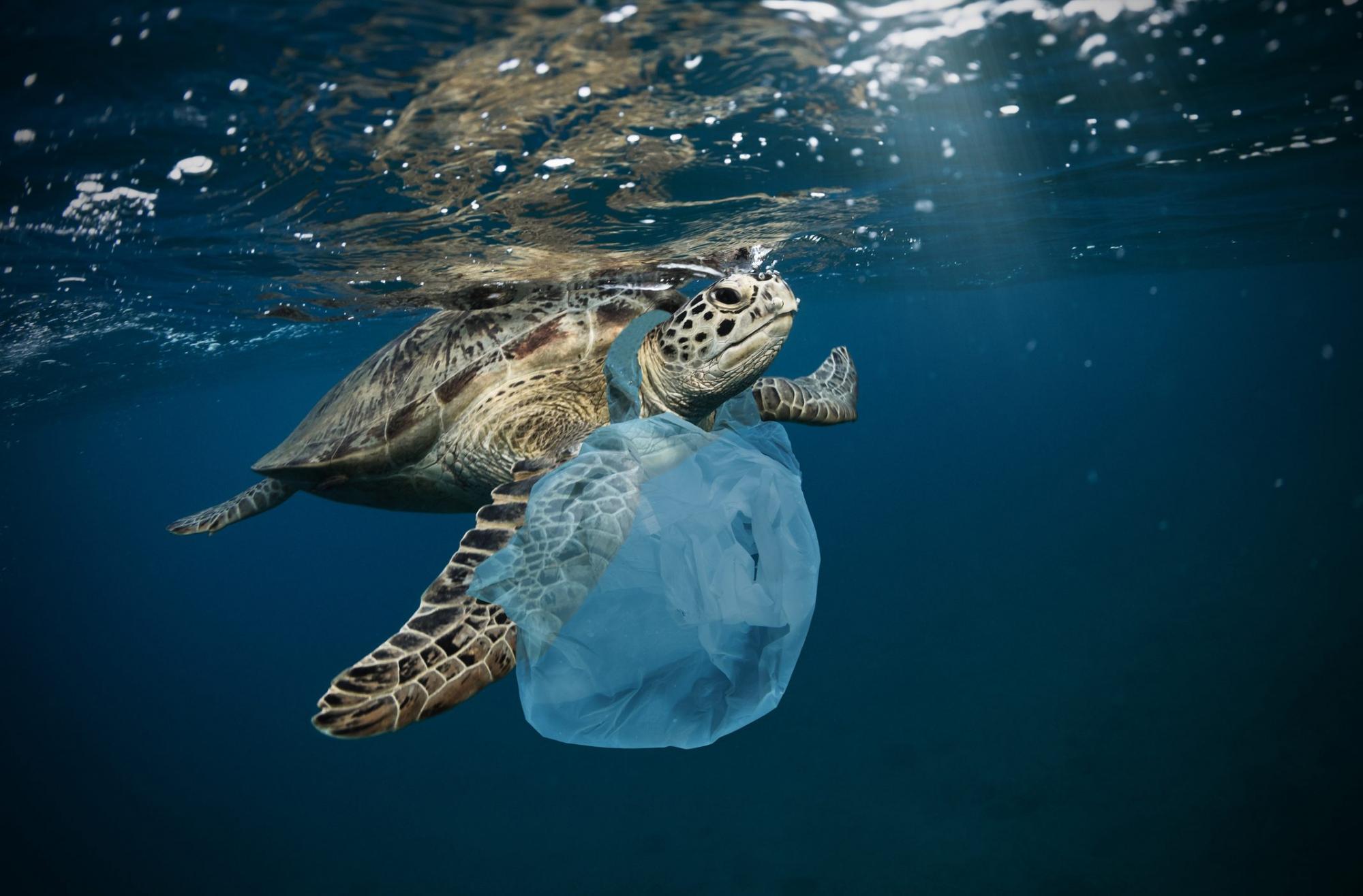 Вчені зі США вигадали, як розщеплювати пластик за дні, а не за століття