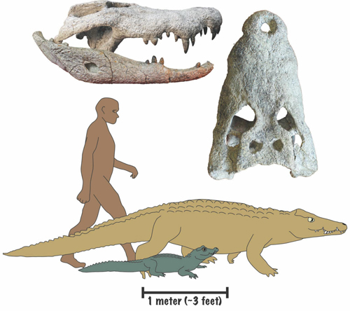 В Африці знайшли череп величезного наземного крокодила