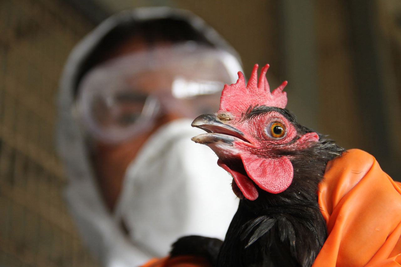У Німеччині зафіксовано спалах високопатогенного пташиного грипу