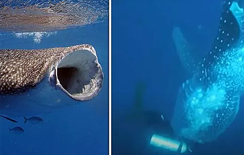 Гигантская акула незаметно подобралась к дайверу: жуткий момент попал на видео