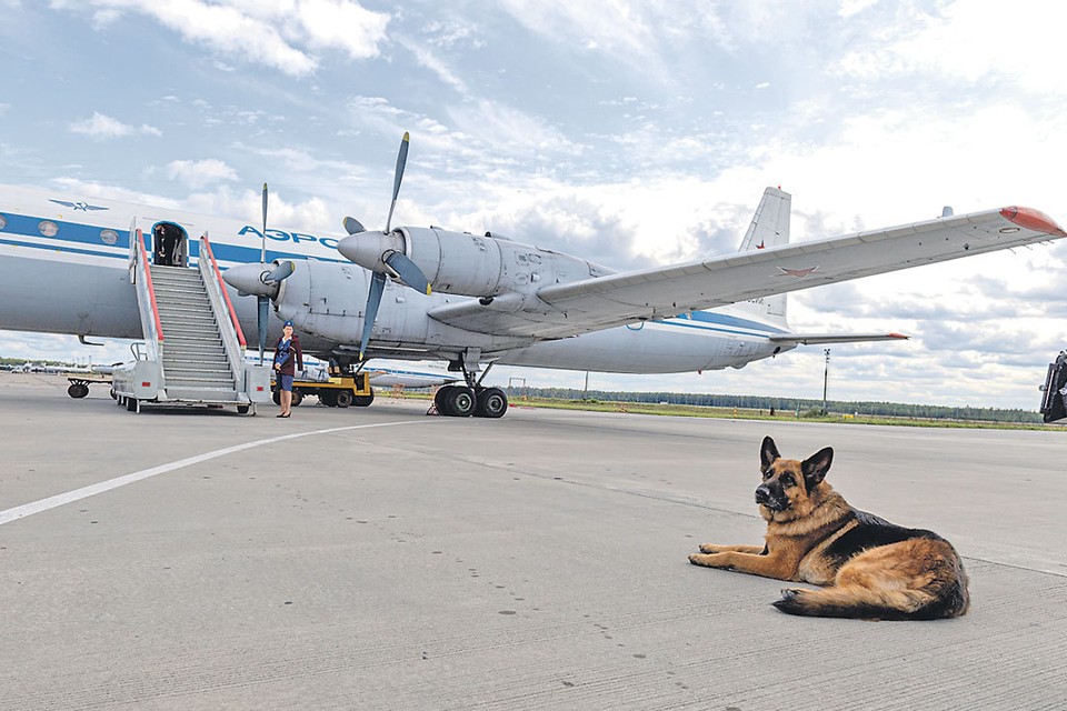 В окупованому Сімферополі бродячі собаки не давали приземлитися літаку з Москви