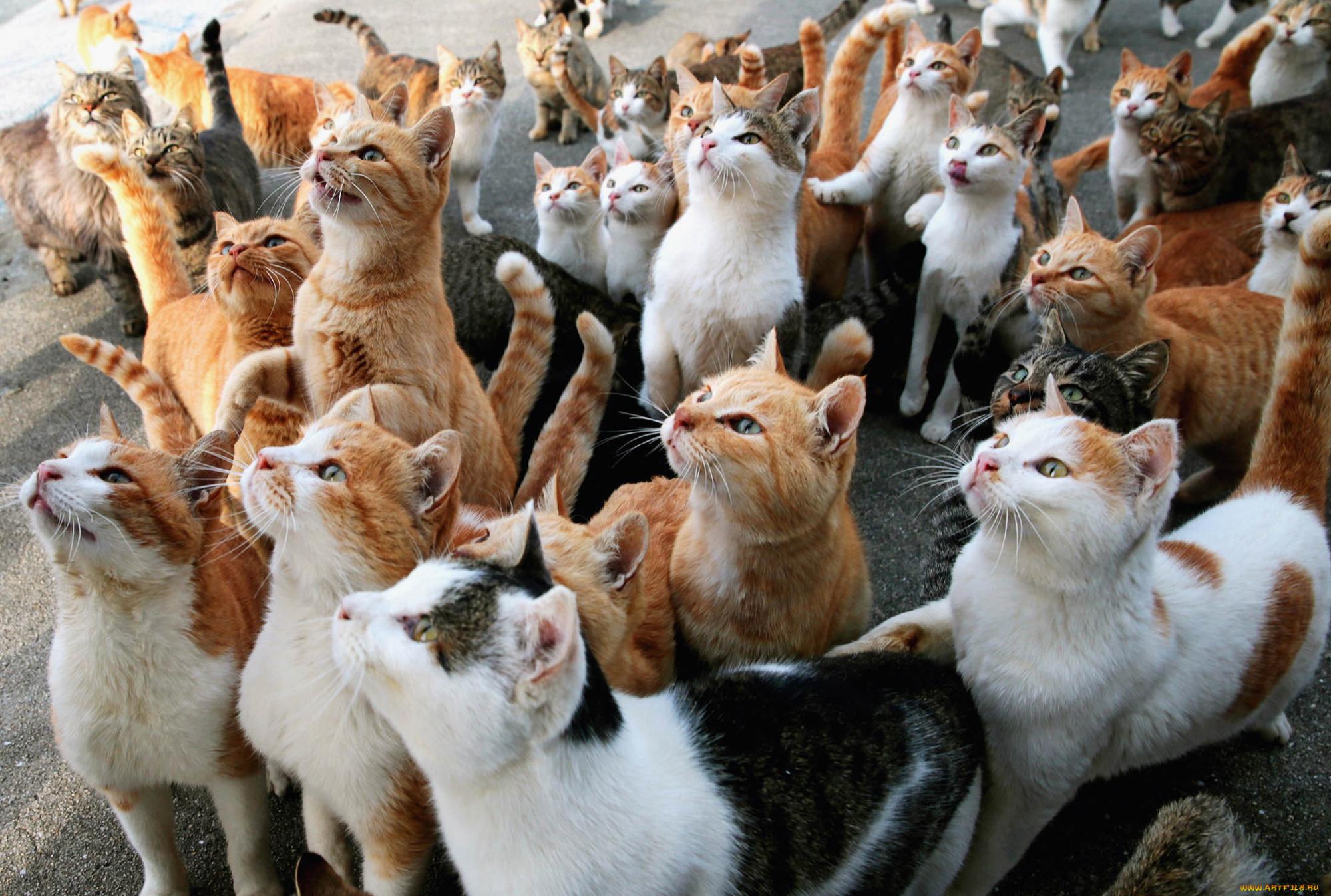 Остались только кошки: во что "русский мир" превратил городской универмаг в оккупированном Шахтерске