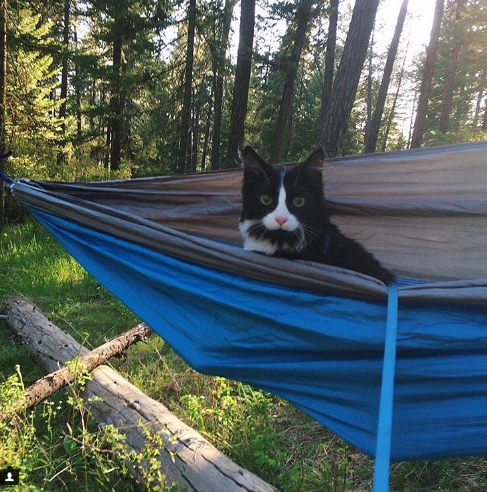 В поход с котом: блогеры массово делятся снимками об отдыхе с пушистыми питомцами. ФОТО