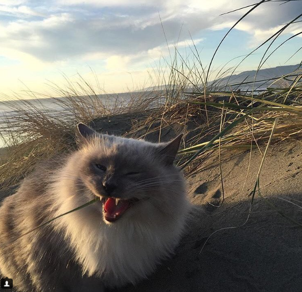 В поход с котом: блогеры массово делятся снимками об отдыхе с пушистыми питомцами. ФОТО